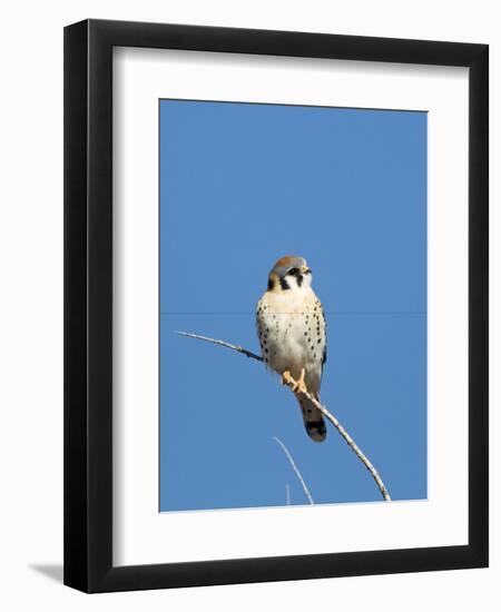 American Kestrel (Falco sparverius) adult male, perched on twig, New Mexico-David Tipling-Framed Photographic Print