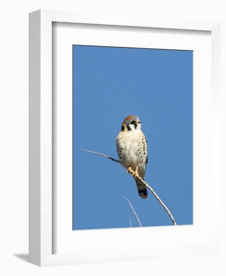 American Kestrel (Falco sparverius) adult male, perched on twig, New Mexico-David Tipling-Framed Photographic Print