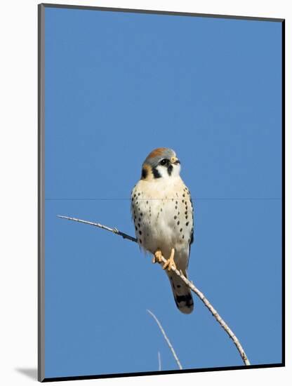 American Kestrel (Falco sparverius) adult male, perched on twig, New Mexico-David Tipling-Mounted Photographic Print