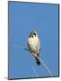 American Kestrel (Falco sparverius) adult male, perched on twig, New Mexico-David Tipling-Mounted Photographic Print