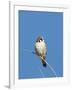 American Kestrel (Falco sparverius) adult male, perched on twig, New Mexico-David Tipling-Framed Photographic Print