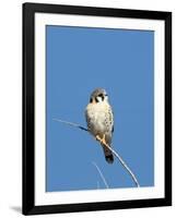 American Kestrel (Falco sparverius) adult male, perched on twig, New Mexico-David Tipling-Framed Photographic Print