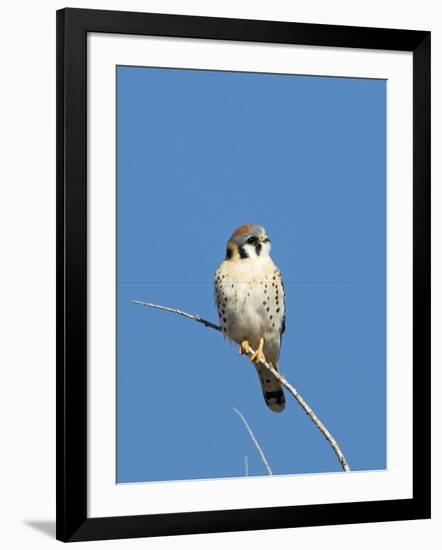 American Kestrel (Falco sparverius) adult male, perched on twig, New Mexico-David Tipling-Framed Photographic Print