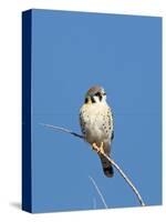 American Kestrel (Falco sparverius) adult male, perched on twig, New Mexico-David Tipling-Stretched Canvas