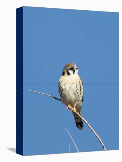 American Kestrel (Falco sparverius) adult male, perched on twig, New Mexico-David Tipling-Stretched Canvas