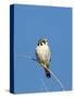 American Kestrel (Falco sparverius) adult male, perched on twig, New Mexico-David Tipling-Stretched Canvas