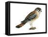 American Kestrel (Falco Sparverius), Sparrow Hawk, Bird-Encyclopaedia Britannica-Framed Stretched Canvas