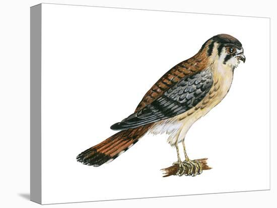 American Kestrel (Falco Sparverius), Sparrow Hawk, Bird-Encyclopaedia Britannica-Stretched Canvas