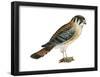 American Kestrel (Falco Sparverius), Sparrow Hawk, Bird-Encyclopaedia Britannica-Framed Poster