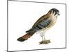 American Kestrel (Falco Sparverius), Sparrow Hawk, Bird-Encyclopaedia Britannica-Mounted Poster