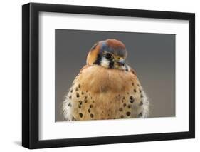 American Kestrel Hawk-Ken Archer-Framed Photographic Print