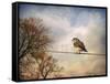 American Kestrel in Autumn-Jai Johnson-Framed Stretched Canvas