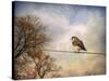 American Kestrel in Autumn-Jai Johnson-Stretched Canvas