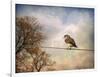 American Kestrel in Autumn-Jai Johnson-Framed Giclee Print