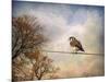 American Kestrel in Autumn-Jai Johnson-Mounted Giclee Print