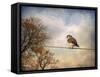 American Kestrel in Autumn-Jai Johnson-Framed Stretched Canvas