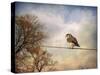 American Kestrel in Autumn-Jai Johnson-Stretched Canvas