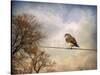 American Kestrel in Autumn-Jai Johnson-Stretched Canvas