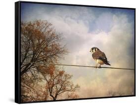 American Kestrel in Autumn-Jai Johnson-Framed Stretched Canvas