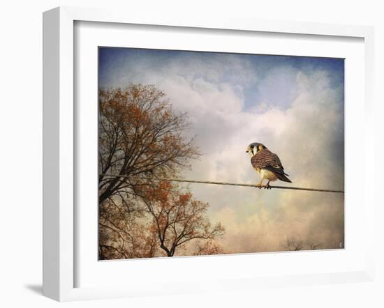 American Kestrel in Autumn-Jai Johnson-Framed Giclee Print