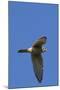 American Kestrel in Flight-Hal Beral-Mounted Photographic Print