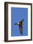American Kestrel in Flight-Hal Beral-Framed Photographic Print