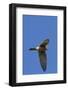 American Kestrel in Flight-Hal Beral-Framed Photographic Print