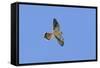 American Kestrel Male in Flight-null-Framed Stretched Canvas