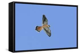 American Kestrel Male in Flight-null-Framed Stretched Canvas