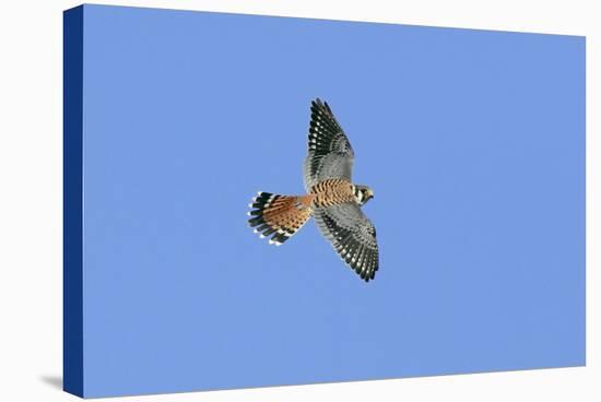 American Kestrel Male in Flight-null-Stretched Canvas
