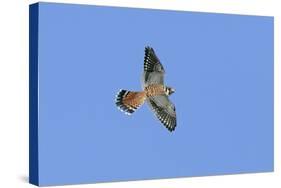 American Kestrel Male in Flight-null-Stretched Canvas