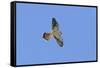 American Kestrel Male in Flight-null-Framed Stretched Canvas