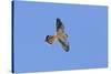 American Kestrel Male in Flight-null-Stretched Canvas