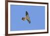 American Kestrel Male in Flight-null-Framed Photographic Print