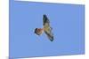 American Kestrel Male in Flight-null-Mounted Photographic Print