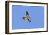 American Kestrel Male in Flight-null-Framed Photographic Print