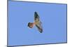 American Kestrel Male in Flight-null-Mounted Photographic Print