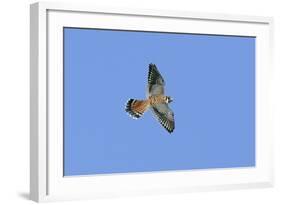 American Kestrel Male in Flight-null-Framed Photographic Print