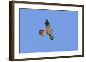 American Kestrel Male in Flight-null-Framed Photographic Print
