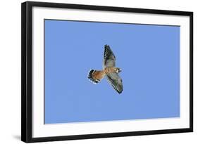 American Kestrel Male in Flight-null-Framed Photographic Print