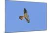 American Kestrel Male in Flight-null-Mounted Photographic Print