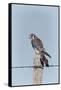 American Kestrel Male on Fence Post, Colorado-Richard and Susan Day-Framed Stretched Canvas