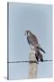 American Kestrel Male on Fence Post, Colorado-Richard and Susan Day-Stretched Canvas