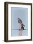 American Kestrel Male on Fence Post, Colorado-Richard and Susan Day-Framed Photographic Print