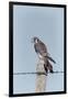 American Kestrel Male on Fence Post, Colorado-Richard and Susan Day-Framed Photographic Print