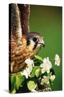 American Kestrel on a Crab Apple Bloom-Darrell Gulin-Stretched Canvas