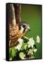 American Kestrel on a Crab Apple Bloom-Darrell Gulin-Framed Stretched Canvas