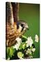 American Kestrel on a Crab Apple Bloom-Darrell Gulin-Stretched Canvas