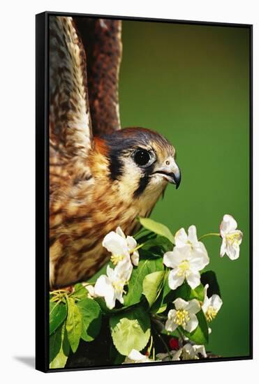 American Kestrel on a Crab Apple Bloom-Darrell Gulin-Framed Stretched Canvas