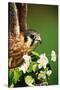 American Kestrel on a Crab Apple Bloom-Darrell Gulin-Stretched Canvas